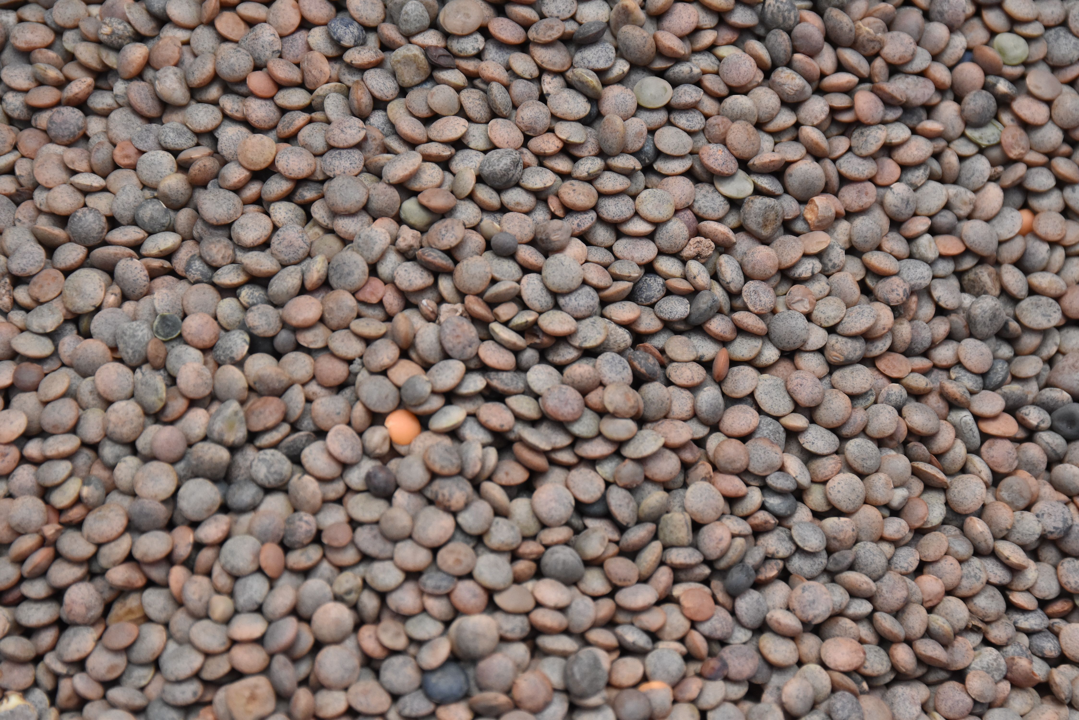 Canadian Lentils